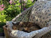 16th May 2025 - Cat Napping