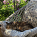 Cat Napping
