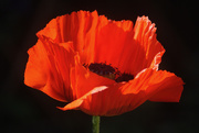 15th May 2025 - Poppy