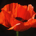 Poppy