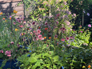 14th May 2025 - The Garden