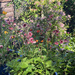 The Garden