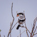 shrike