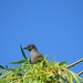 Young Starling 