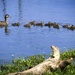 Mama and Babies