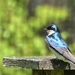 Tree Swallow