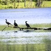 Cormorants at Attention