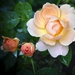 A Rose is a Rose