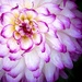 Dhalia Up Close