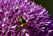 17th May 2025 - So many flowers….