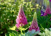 17th May 2025 - Lupins