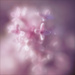12 - Lilac