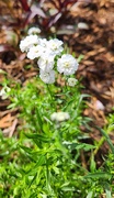17th May 2025 - White yarrow