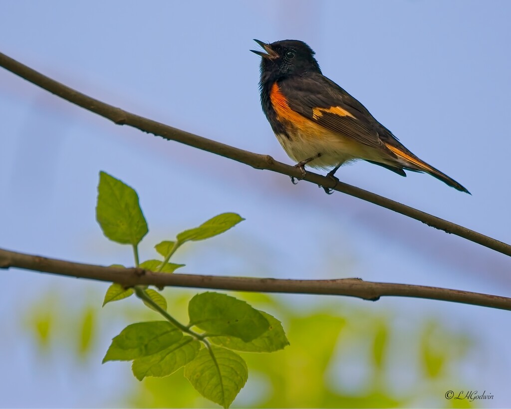 LHG_247O AmericanRedstart singing at Magee boardwalk by rontu