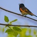 LHG_247O AmericanRedstart singing at Magee boardwalk