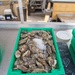 Oysters