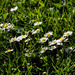 Tiny daisies?