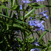 Ground ivy