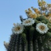 5 9 Saguaro blooms