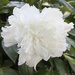 Last of the white peonies