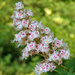 Chestnut Blossom 