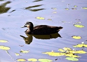 18th May 2025 - Serenity ~