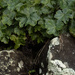 rock wall garden