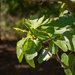 Fig leaves...