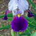 Blooming Iris...