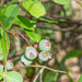 We have Blueberries...