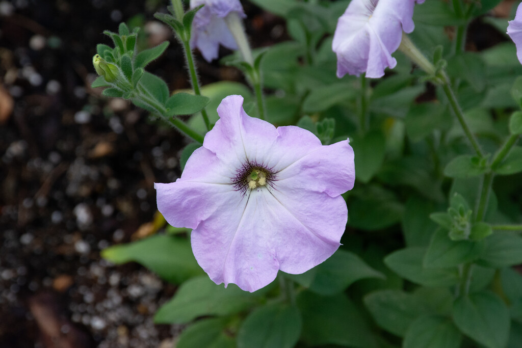 Petunia... by thewatersphotos