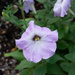 Petunia...