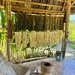 Green dyeing in the green. 
