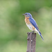 Eastern Bluebird