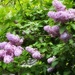 the neighbor’s lilacs…