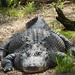 alligator adventure