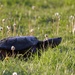 Snappy in the Evening Sun