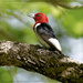 Red Head