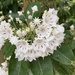 it’s mountain laurel time!
