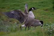 17th May 2025 - Gotta Spread My Wings