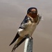 molting barn swallow