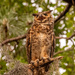 Great Horned Owl Mom!