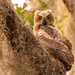 Great Horned Owl, Baby!