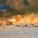 Dotterel 