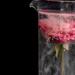 Submerged Rose