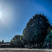 Full sun