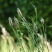 No Mow May