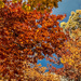 Autumn leaves