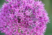 17th May 2025 - Onion