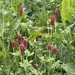 Crimson Clover